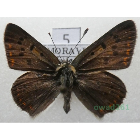 Lycaena tityrus (Poda, 1761) male Czech5
